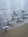 Florida Royal Terns on the shore of the beach Royalty Free Stock Photo