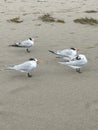 Florida Royal Terns on the shore of the beach Royalty Free Stock Photo
