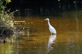 Great White Egret feeing in shallow water