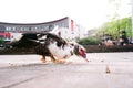 FloridaÃ¢â¬â¢s Muscovy Duck anas platyrhyncos Eating Bread With Anxiety Outside On The Floor