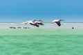 Florida's Wildlife Pelicans flying over Willets Royalty Free Stock Photo