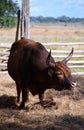 Florida scrub cow