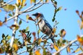 Florida Scrub Jay (Aphelocoma coerulescens)