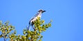 Florida Scrub Jay (Aphelocoma coerulescens)