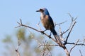 Florida Scrub Jay (Aphelocoma coerulescens)