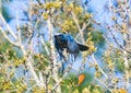 Florida Scrub Jay - Aphelocoma coerulescens - rare and critically endangered species. flying towards camera Royalty Free Stock Photo