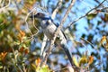 Florida Scrub Jay (Aphelocoma coerulescens)