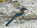 Florida Scrub Jay