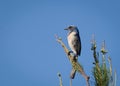 Florida scrub jay bird perches on a branch of a pine tree in a bright blue sky Royalty Free Stock Photo