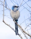 Florida scrub jay bird perching on a bare tree branch on a sunny day with blur background Royalty Free Stock Photo