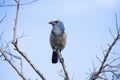 Florida scrub jay bird perching on a bare tree branch under blue sky on a sunny day Royalty Free Stock Photo