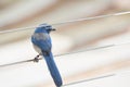 Florida Scrub Jay on a cable