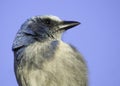 Florida Scrub-Jay Close-up Royalty Free Stock Photo