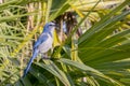 Endangered Florida Scrub Jay On A Palm Frond