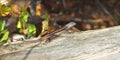 Florida Scrub Lizard (Sceloporus woodi) Royalty Free Stock Photo