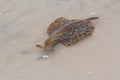 Florida Sea Hare