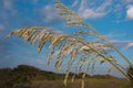 Florida Sea Oats Closeup