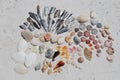 Florida Shells Royalty Free Stock Photo