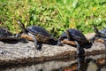 Florida Slider Turtles Sunning on a Log Royalty Free Stock Photo