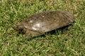 Florida Soft Shell Turtle - Apalone ferox