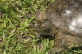 Florida Soft Shell Turtle 2 - Apalone ferox