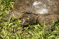 Florida Soft Shell Turtle Details - Apalone ferox