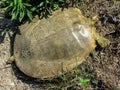 Florida Soft Shell Turtle Details - Apalone ferox