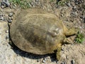 Florida Soft Shell Turtle Details - Apalone ferox