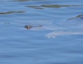 Florida Soft Shell Turtle Royalty Free Stock Photo