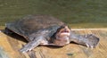 Sofshell Turtle at Narrows Nature Park Royalty Free Stock Photo