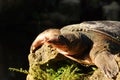 Florida Softshell Turtle