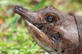 Florida Softshell Turtle (Apalone ferox) Royalty Free Stock Photo