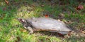 Florida Softshell Turtle (Apalone ferox)