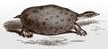 Florida softshell turtle, apalone ferox, native to the southeastern United States in side view