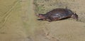 Florida softshell turtle, apalone ferox