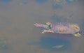 A florida softshell turtle apalone ferox swimming in Largo, Florida. Royalty Free Stock Photo