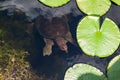 Florida softshell turtle Apalone ferox swimming submerged in lake - Long Key Natural Area, Davie, Florida, USA Royalty Free Stock Photo