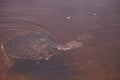 Florida softshell turtle Apalone ferox Royalty Free Stock Photo