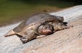 Florida Softshell Turtle at Rest Royalty Free Stock Photo