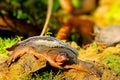 Florida softshell turtle