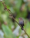 Female Red Winged Blackbird on a dry stem. Royalty Free Stock Photo