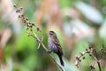 Female Red Winged Blackbird on a dry stem. Royalty Free Stock Photo