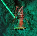 Florida Spiny Lobster Royalty Free Stock Photo