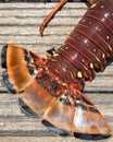 Florida spiny lobster season lobster tail Royalty Free Stock Photo