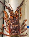 Florida spiny lobster season lobster tail Royalty Free Stock Photo