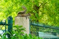 Florida Squirrel Royalty Free Stock Photo