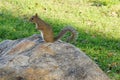 Florida Squirrel Royalty Free Stock Photo