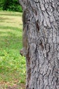 Florida Squirrel is eating Royalty Free Stock Photo