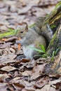 Florida Squirrel is eating Royalty Free Stock Photo