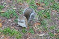 Florida Squirrel is eating Royalty Free Stock Photo